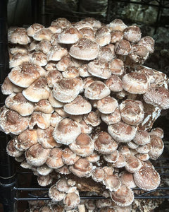 Forest Floor Mushrooms Chalk Bag